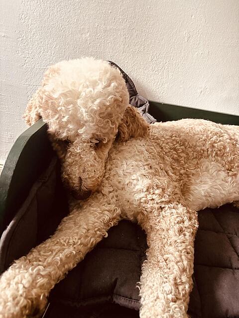 Klicke auf die Grafik für eine vergrößerte Ansicht  Name: IMG_0887.jpg Ansichten: 0 Größe: 126,2 KB ID: 1213063