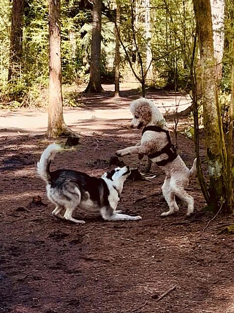 Klicke auf die Grafik für eine vergrößerte Ansicht  Name: IMG_0902.jpg Ansichten: 0 Größe: 172,1 KB ID: 1213064