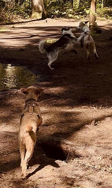 Klicke auf die Grafik für eine vergrößerte Ansicht  Name: IMG_0908.jpg Ansichten: 0 Größe: 124,6 KB ID: 1213065