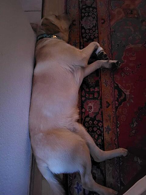 Klicke auf die Grafik für eine vergrößerte Ansicht  Name: Kalle platt.jpg Ansichten: 46 Größe: 73,5 KB ID: 1213221