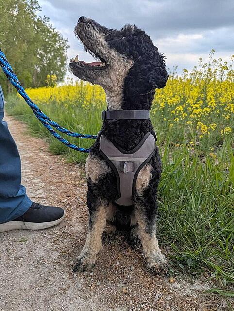 Klicke auf die Grafik für eine vergrößerte Ansicht  Name: WhatsApp Image 2026-04-23 at 23.37.38 (1).jpg Ansichten: 0 Größe: 182,0 KB ID: 1213318