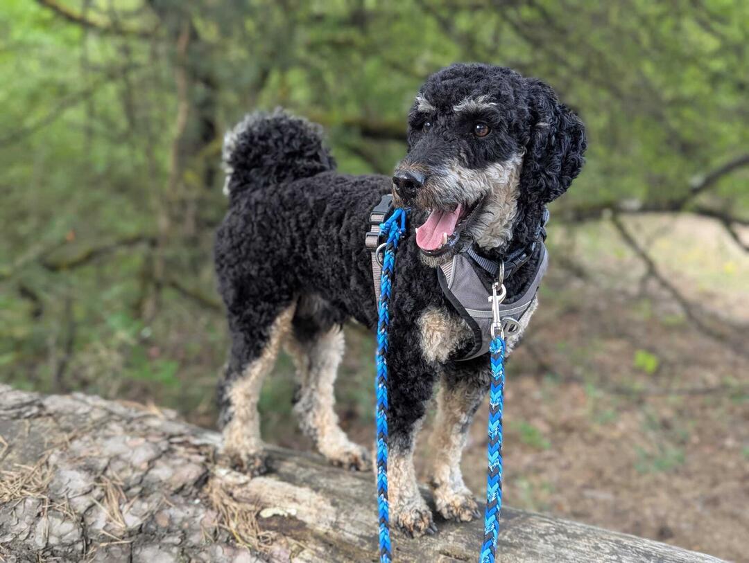 Klicke auf die Grafik für eine vergrößerte Ansicht  Name: WhatsApp Image 2026-04-23 at 23.37.37 (2).jpg Ansichten: 0 Größe: 114,3 KB ID: 1213320