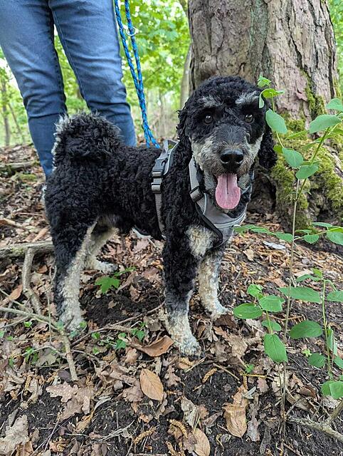 Klicke auf die Grafik für eine vergrößerte Ansicht  Name: WhatsApp Image 2026-04-23 at 23.37.37 (4).jpg Ansichten: 0 Größe: 209,8 KB ID: 1213321