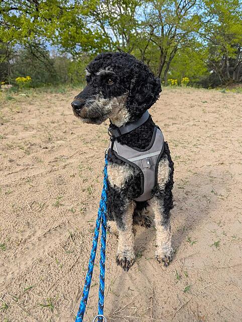 Klicke auf die Grafik für eine vergrößerte Ansicht  Name: WhatsApp Image 2026-04-23 at 23.37.37.jpg Ansichten: 0 Größe: 199,4 KB ID: 1213322