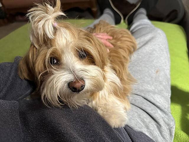 Klicke auf die Grafik für eine vergrößerte Ansicht

Name: IMG_3795.jpg
Ansichten: 43
Größe: 104,5 KB
ID: 1213912