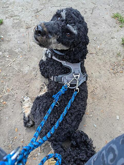 Klicke auf die Grafik für eine vergrößerte Ansicht  Name: WhatsApp Image 2026-04-24 at 15.08.30 (1).jpg Ansichten: 0 Größe: 189,7 KB ID: 1213368