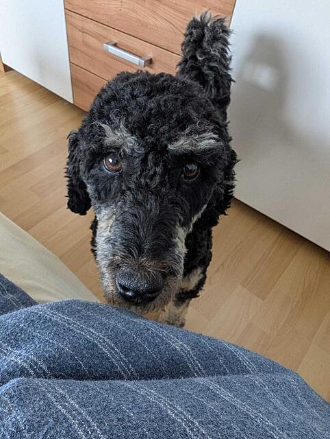 Klicke auf die Grafik für eine vergrößerte Ansicht  Name: WhatsApp Image 2026-04-24 at 15.08.30 (3).jpg Ansichten: 0 Größe: 123,8 KB ID: 1213372