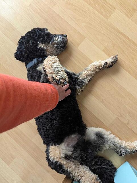 Klicke auf die Grafik für eine vergrößerte Ansicht  Name: WhatsApp Image 2026-04-24 at 15.08.30 (2).jpg Ansichten: 0 Größe: 102,0 KB ID: 1213373