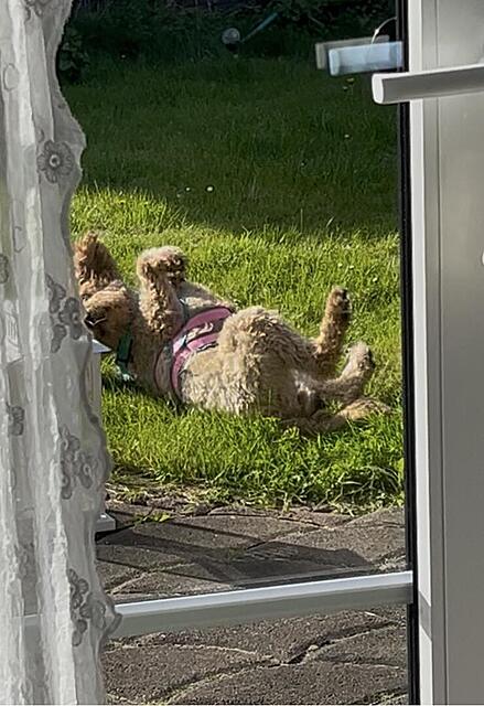 Klicke auf die Grafik für eine vergrößerte Ansicht  Name: IMG_2803.jpg Ansichten: 0 Größe: 112,4 KB ID: 1213417