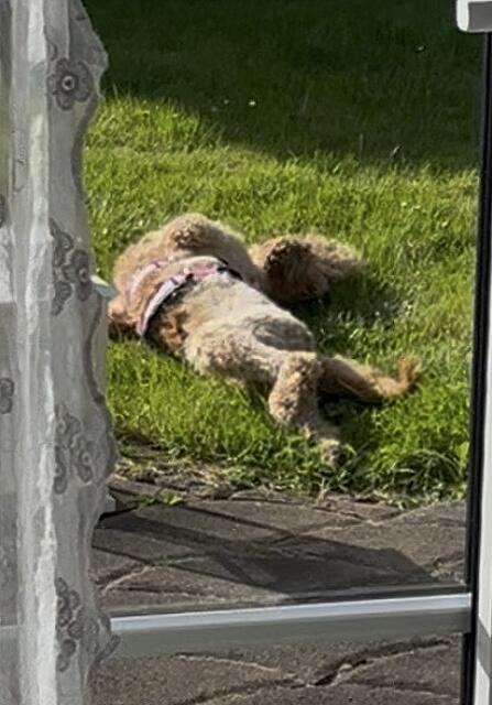 Klicke auf die Grafik für eine vergrößerte Ansicht  Name: IMG_2790.jpg Ansichten: 0 Größe: 78,4 KB ID: 1213422