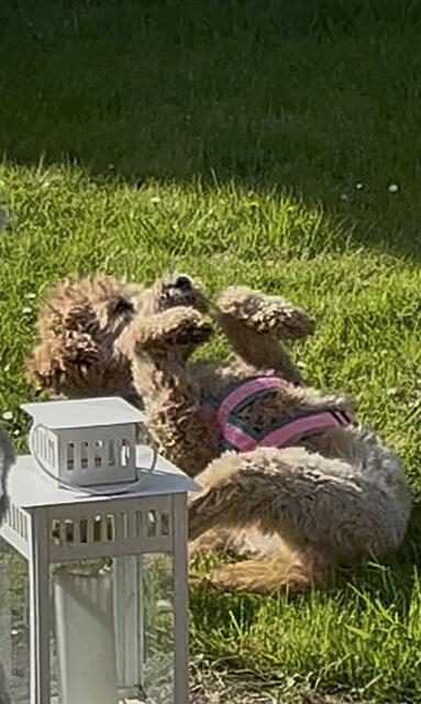 Klicke auf die Grafik für eine vergrößerte Ansicht  Name: IMG_2792.jpg Ansichten: 0 Größe: 134,9 KB ID: 1213423