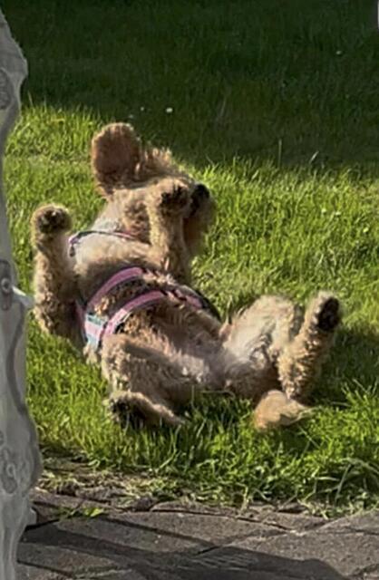 Klicke auf die Grafik für eine vergrößerte Ansicht  Name: IMG_2804.jpg Ansichten: 0 Größe: 85,1 KB ID: 1213428