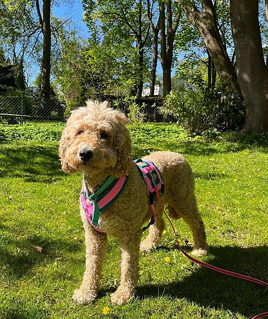 Klicke auf die Grafik für eine vergrößerte Ansicht  Name: IMG-20260426-WA0002.jpg Ansichten: 0 Größe: 294,1 KB ID: 1213722