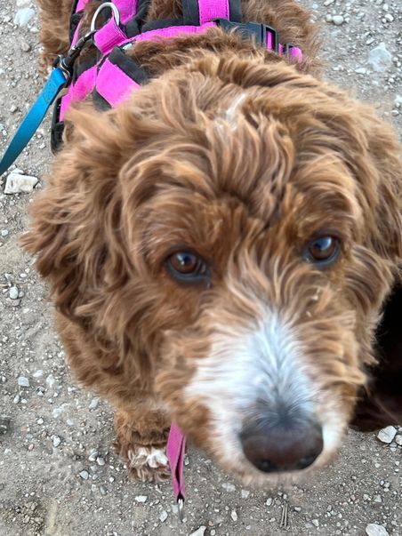 Klicke auf die Grafik für eine vergrößerte Ansicht  Name: Hattie17.jpg Ansichten: 74 Größe: 69,6 KB ID: 1213638