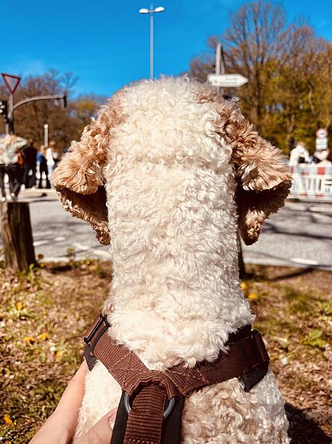 Klicke auf die Grafik für eine vergrößerte Ansicht  Name: IMG_0972.jpg Ansichten: 0 Größe: 136,3 KB ID: 1213673