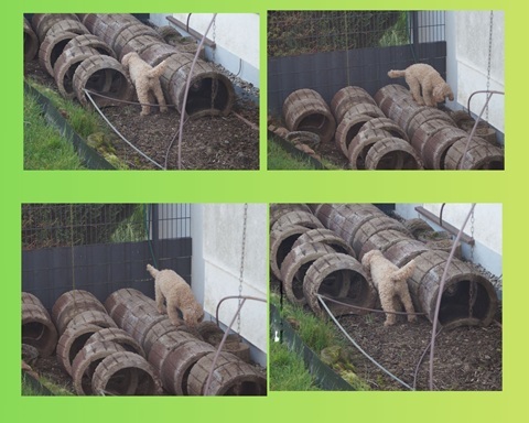 Klicke auf die Grafik für eine vergrößerte Ansicht  Name: Collage.jpg Ansichten: 76 Größe: 69,3 KB ID: 1214846