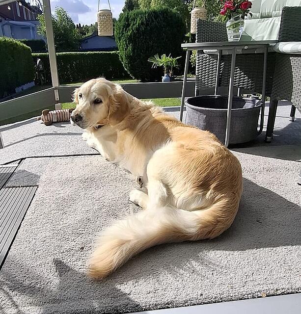 Klicke auf die Grafik für eine vergrößerte Ansicht

Name: Yommie 3.jpg
Ansichten: 163
Größe: 333,9 KB
ID: 1219548