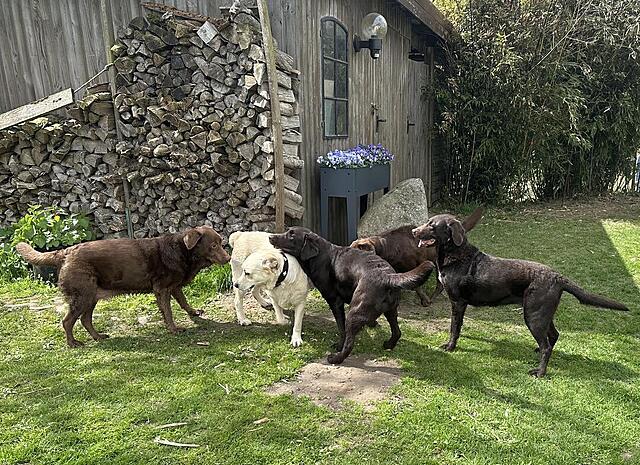 Klicke auf die Grafik für eine vergrößerte Ansicht  Name: IMG_4219.jpg Ansichten: 2 Größe: 260,0 KB ID: 1220762