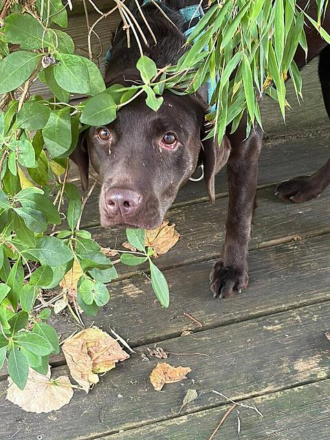 Klicke auf die Grafik für eine vergrößerte Ansicht

Name: image.png
Ansichten: 16
Größe: 682,0 KB
ID: 1230921