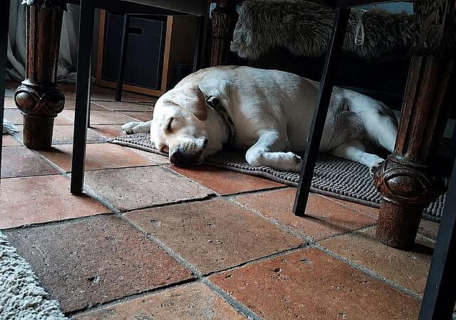 Klicke auf die Grafik für eine vergrößerte Ansicht

Name: Molly unter dem Tisch.jpg
Ansichten: 120
Größe: 155,4 KB
ID: 1231959