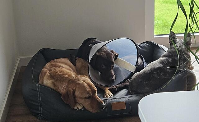 Klicke auf die Grafik für eine vergrößerte Ansicht

Name: Hunde im Bett.jpg
Ansichten: 129
Größe: 73,5 KB
ID: 1232508