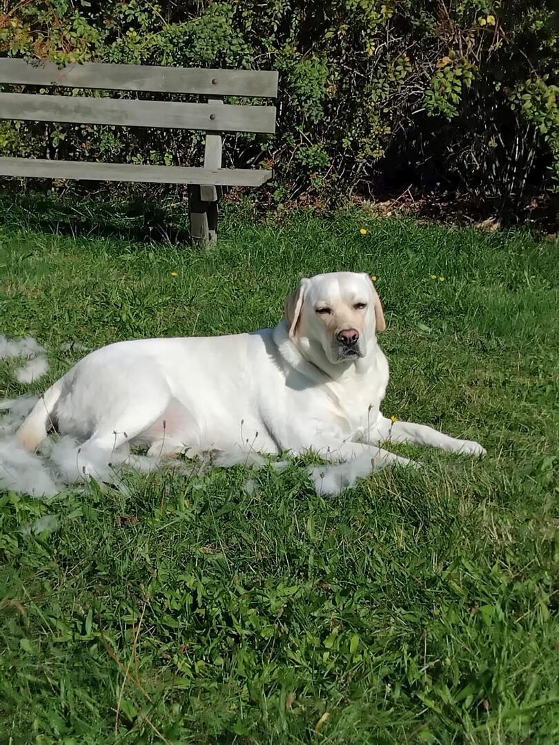 Klicke auf die Grafik für eine vergrößerte Ansicht  Name: Molly liebt bürsten.jpg Ansichten: 151 Größe: 238,4 KB ID: 1233032