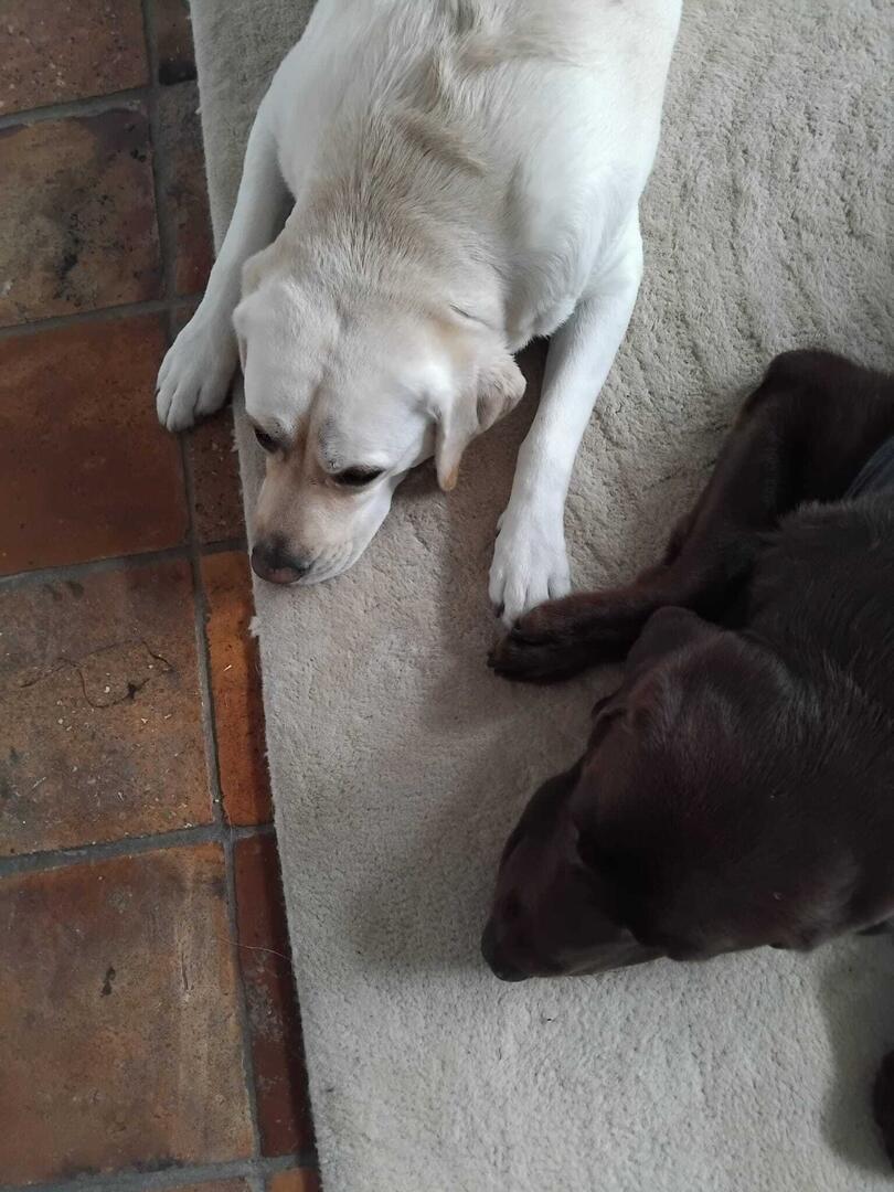 Klicke auf die Grafik für eine vergrößerte Ansicht

Name: Molly mit Kafka.jpg
Ansichten: 62
Größe: 109,7 KB
ID: 1233395