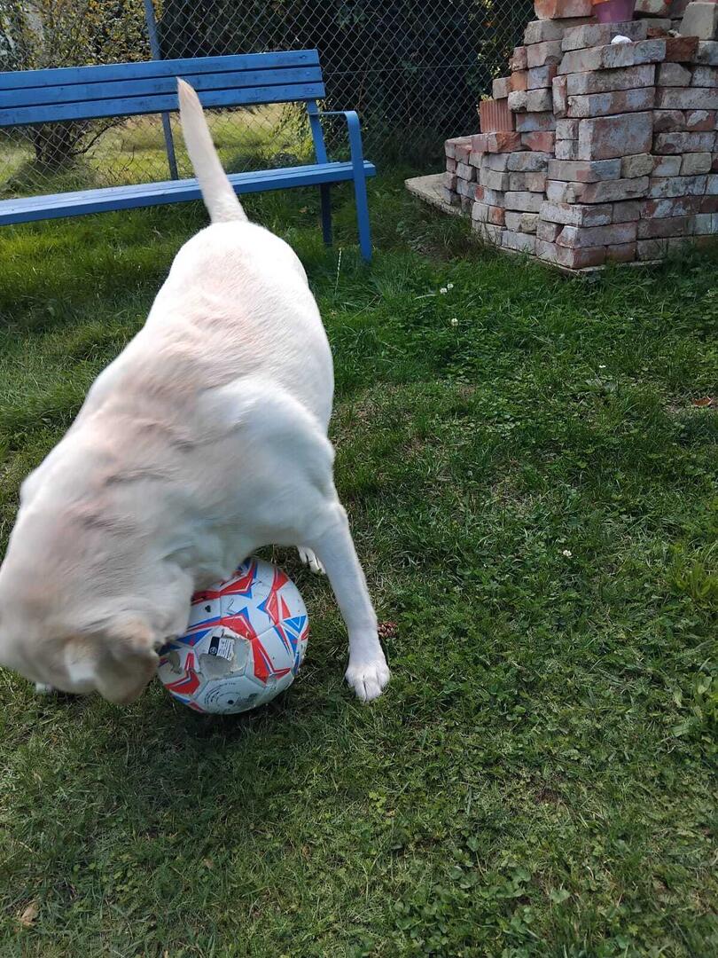 Klicke auf die Grafik für eine vergrößerte Ansicht

Name: Molly mit Ball.jpg
Ansichten: 62
Größe: 223,0 KB
ID: 1233397