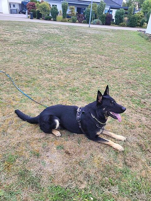 Klicke auf die Grafik für eine vergrößerte Ansicht  Name: PHOTO-2026-09-21-19-39-16 3.jpg Ansichten: 0 Größe: 257,8 KB ID: 1233537