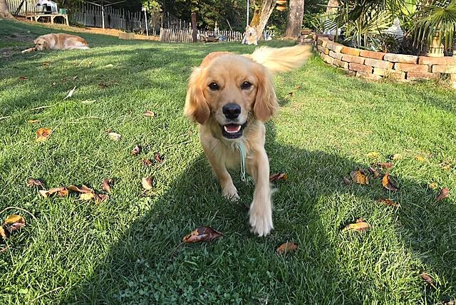 Klicke auf die Grafik für eine vergrößerte Ansicht  Name: Pippin bei Di.jpg Ansichten: 270 Größe: 239,1 KB ID: 1236164