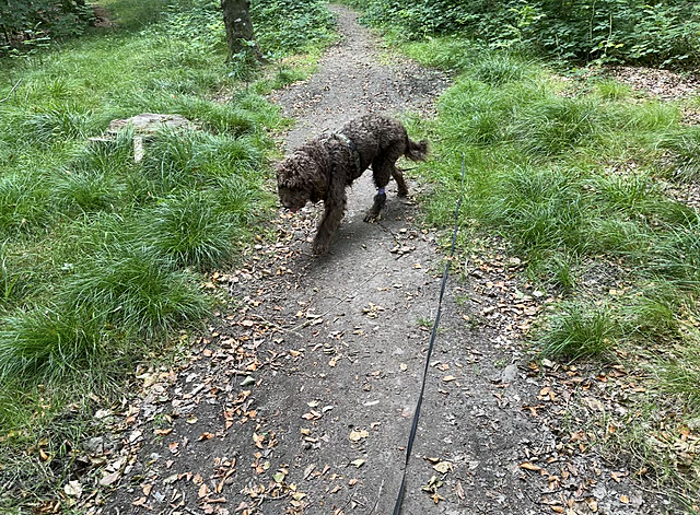 Klicke auf die Grafik für eine vergrößerte Ansicht

Name: IMG_1635.png
Ansichten: 29
Größe: 2,29 MB
ID: 1237014