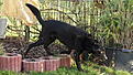 Klicke auf die Grafik für eine vergrößerte Ansicht

Name: DSC01478.jpg
Ansichten: 5306
Größe: 78,3 KB
ID: 1017298