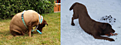 Nala.png