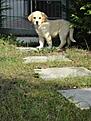 Hallo, ich bin Paul und schaue mir gerade meinen Garten mit dem ausbruchsicheren Zaun an. Nach einer langen Autofahrt (Bilder kommen später) habe ich die Nacht gut bei Anja und Markus verbracht. Meine Geschwister habe ich noch etwas vermisst, aber die Zweibeiner war ja bei mir:-)