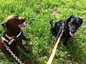 Kara und Hope während des Gassigehens (war supiwarm)