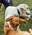 Elfy beim Raufen mit dem guterzogenem Hund des Hundeschultrainers , selbst er kann ihr nicht wiederstehen.